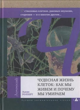 Льюис Уолперт Чудесная жизнь клеток: как мы живем и почему мы умираем обложка книги