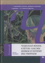 Льюис Уолперт - Чудесная жизнь клеток - как мы живем и почему мы умираем