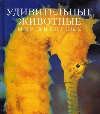 Эндрю Клив Удивительные животные обложка книги