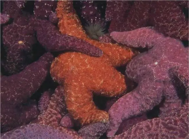 Извивающаяся морская звезда демонстрирует тончайшие изменения в цвете - фото 24