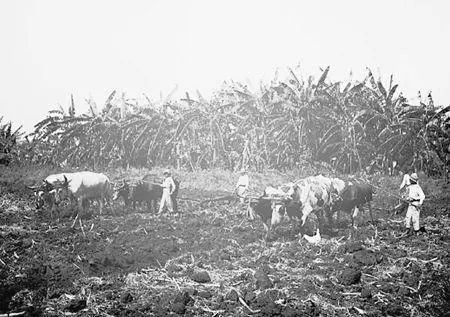 Plowing on a Cuban sugar plantation The United Fruit Company office - фото 14