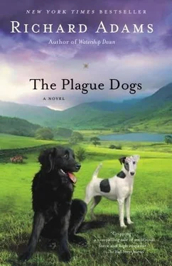 Richard Adams The Plague Dogs обложка книги