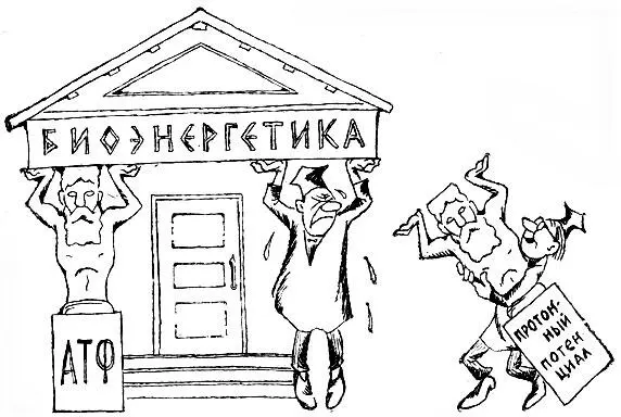 Двойная бухгалтерия живой клетки Схему Липмана не смогло поколебать открытие - фото 35