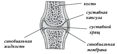 Рис 1 Суставные поверхности сочленяющихся костей покрыты слоем гладкого - фото 1