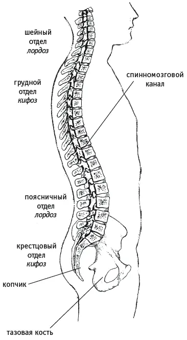 Рис 1 Поскольку человек при ходьбе опирается на две конечности то и - фото 1