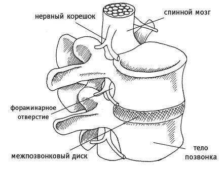 Рис 3 Каждый позвонок кроме первого шейного имеет следующее строение - фото 3