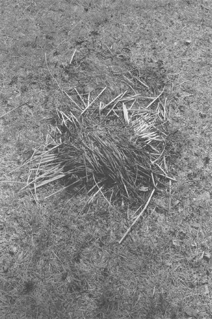 BURNED OGARA Yes The little fire for the Bon festivalto greet the returning - фото 5