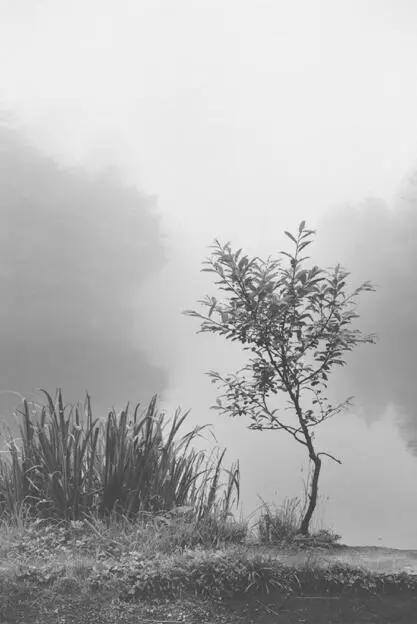 FOGGY POND Needless to say Taro ended up replacing all the burnedout bulbs in - фото 22