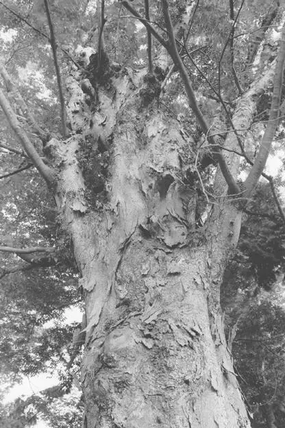 AGED TREE Taro and Yoko gave up trekking around the countryside so that she - фото 24