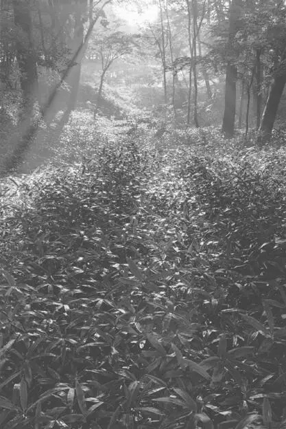 BAMBOO GROVE With Taro I would talk about my familymy husband our eldest son - фото 33