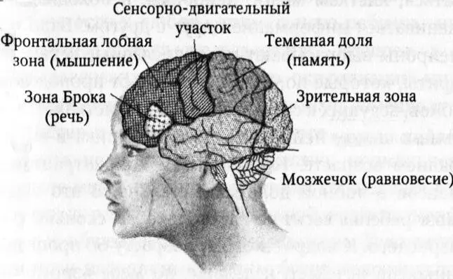 Число нейронов и связей между ними огромно устройство всей этой системы - фото 2