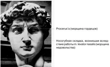 Рис 37 Давид Микеланджело Флоренция В положении носа Давида и его верхней - фото 37