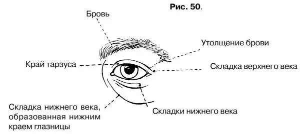 Рис 50 У многих глаз такое строение выражено не очень отчетливо У младенца - фото 50