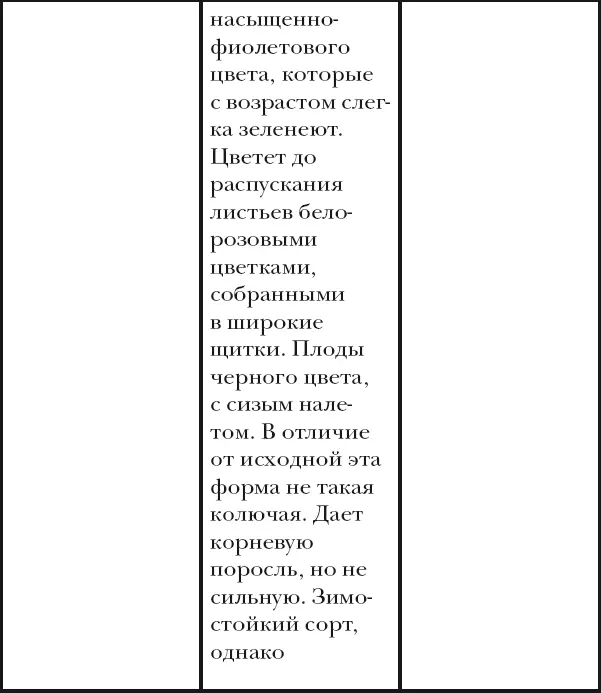 Вишня слива абрикос - фото 24