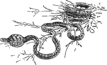 Well I want to get some shots of those pouched rats so we might as well use - фото 26