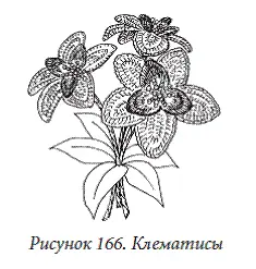 Гладиолус Вязаный гладиолус обладает особой красотой и привлекательностью его - фото 166