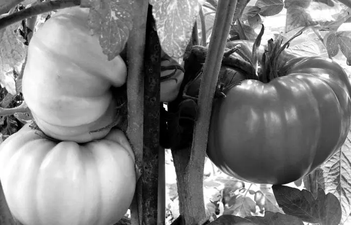 Картофель Картофель многолетнее растение размножаемое клубнями В - фото 1