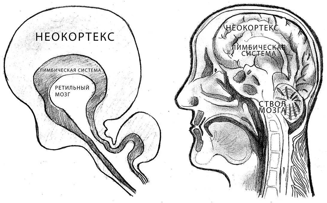 Рисунок 2 Триединый мозг В тройственной модели мозга старейшей частью является - фото 2