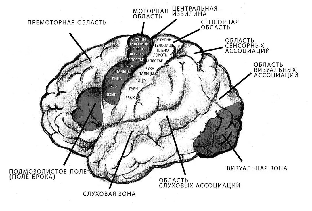 Рисунок 4 Функциональные области коры больших полушарий Высшая инстанция мозга - фото 4