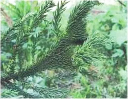 Фото 9 Cryptomeria joponica cristata криптомерия японская гребенчатая - фото 14