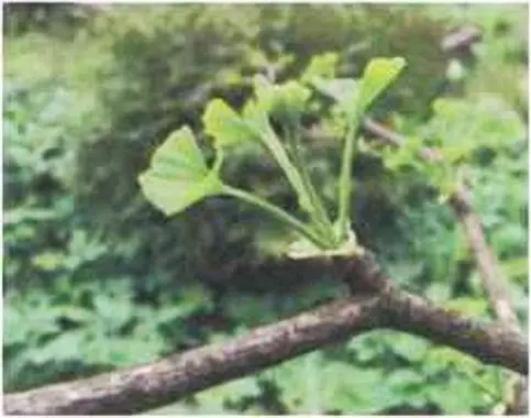 Фото 12 Ginkgo biloba Побег с молодыми листьями Таким образом получается - фото 17