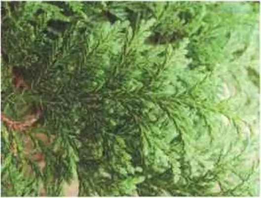Фото 40 Chamaecyparis pisifera кипарисовик горохоплодный Побег с обычными - фото 60