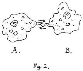 Then amoeba A and amoeba B exchange genetic information that is they - фото 36