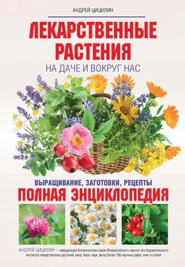 Андрей Цицилин Лекарственные растения на даче и вокруг нас. Полная энциклопедия обложка книги