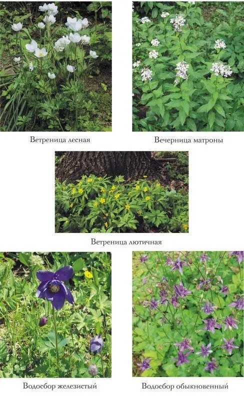 Лекарственные растения на даче и вокруг нас Полная энциклопедия - фото 7