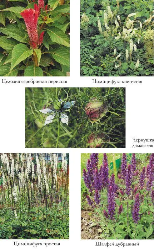 Лекарственные растения на даче и вокруг нас Полная энциклопедия - фото 30