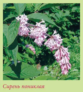 Сирень юньнаньская Syringa yunnanensis Происходит из высокогорных районов - фото 119