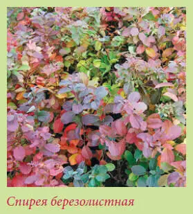 Спирея Билларда Триумфанс Spiraea x billardii Triumphans Вид гибридного - фото 120