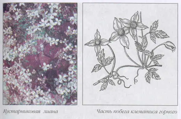 ЛистьяУ клематисов листья бывают простые и сложные Они располагаются на - фото 18