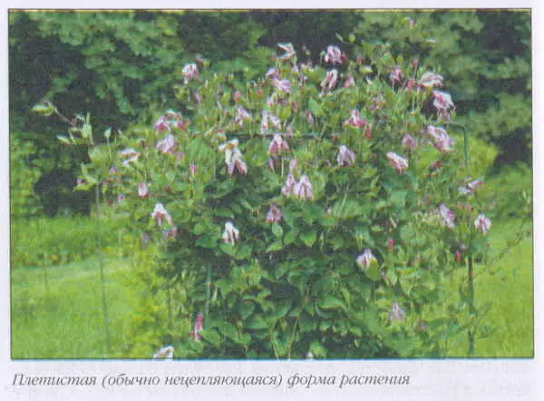 Различна и окраска листьев зелёная у к пильчатолистного к тангутского - фото 19