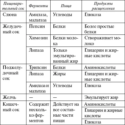Через глотку пища поступает в пищевод трубку длиной около 25 см прямое - фото 14