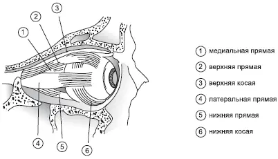 Рис 2Глазодвигательные мышцы Глазодвигательные мышцы самые - фото 2