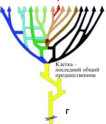 Рис 4 Эволюция представлений о дереве жизни А Дерево жизни как его - фото 8