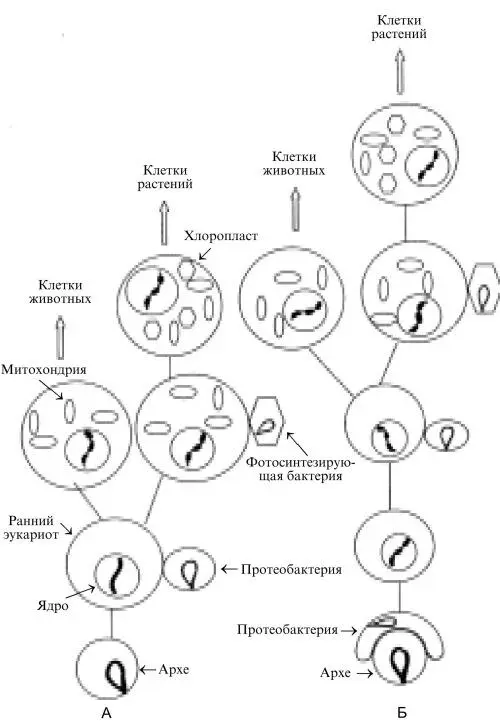 Рис 5 Формирование современных эукариотических клеток А На базе возникших - фото 9