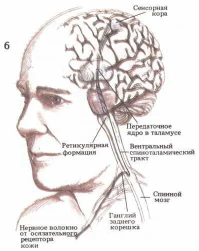 Рис 6 Ощущения с поверхности тела Представлены связи идущие от кожных - фото 7
