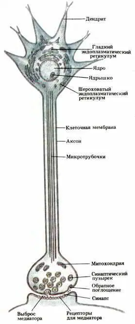 Рис 28 Внутреннее строение типичного нейрона Микротрубочки обеспечивают - фото 32