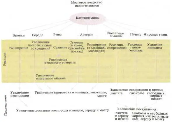 Рис 64 Когда активность симпатического нерва заставляет мозговое вещество - фото 70
