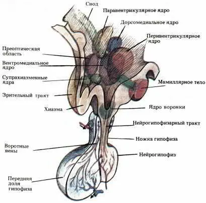 Рис 65 Гипоталамус и гипофиз Схематически показаны основные функциональные - фото 71