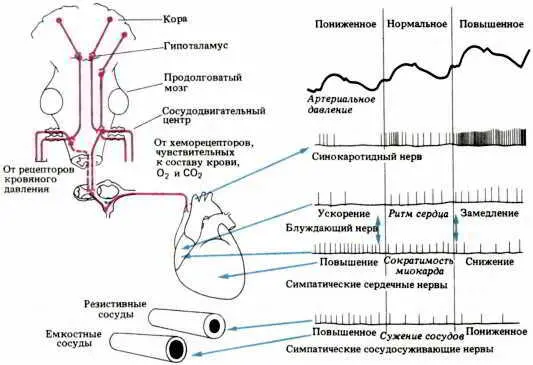 Рис 66 Здесь схематически представлены различные функции продолговатого - фото 72