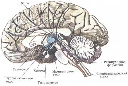Рис 95 На этом разрезе мозга проходящем в срединной плоскости можно видеть - фото 111