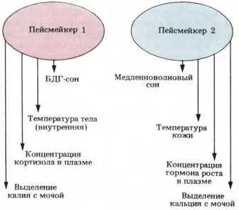 Рис 96 Внутри каждой из этих двух групп ритмов не происходит десинхронизации - фото 112