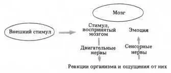 Рис 99 Теория эмоций ДжеймсаЛанге Хотя эта теория подобно более поздней - фото 116