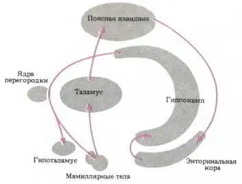 Рис 101 Многое из того что ныне объединяют под названием лимбической - фото 118