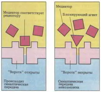 Рис 114 Нейромедиаторы и их антагонисты действуют через посредство одних и - фото 135