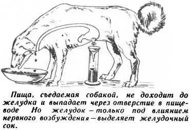 Рис 122 Один из экспериментов И П Павлова Собака снабжена приспособлением - фото 144