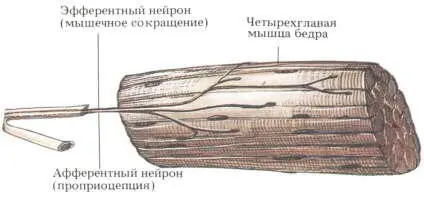 Рис 162 Помимо беседы с пациентом служащей для выяснения истории - фото 194
